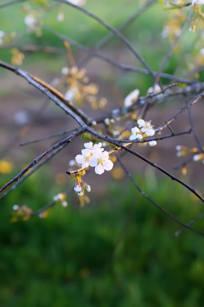 Kersenbloesems in het voorjaarspark Mooie boomtakken met witte bloemen in warm zonsonderganglicht