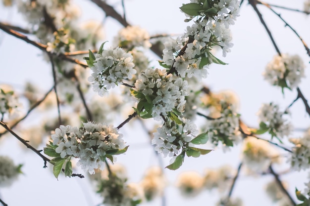 Kersenbloesems in het voorjaarspark Mooie boomtakken met witte bloemen in warm zonsonderganglicht