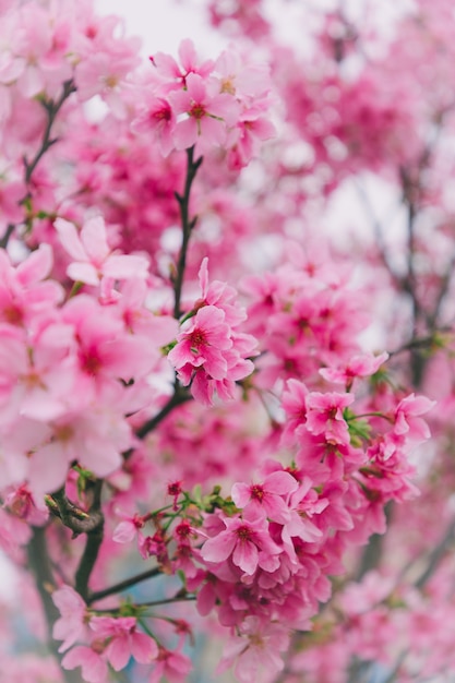 Kersenbloesems in taiwan