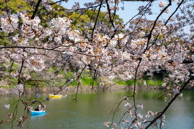 Kersenbloesems in volle bloei in het lenteseizoen rond Tokyo Chidorigafuchi park