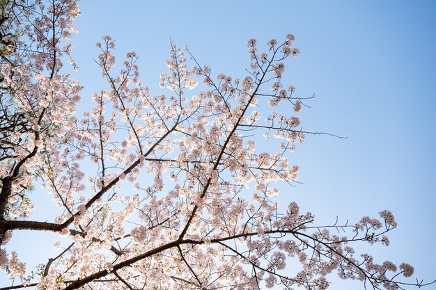 Foto kersenbloesems in volle bloei met blauwe lucht op de achtergrond