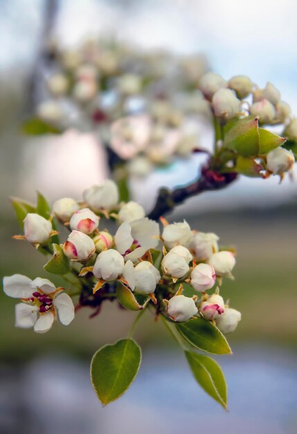 Kersenbloesems Mooie verse bloemen op een achtergrond van de lucht