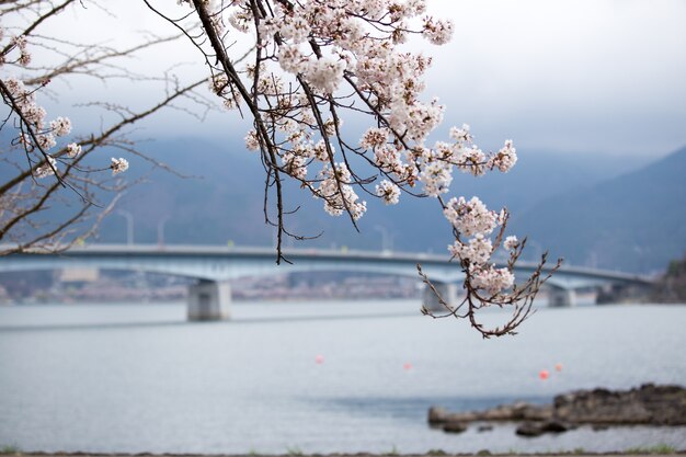 Kersenbloesems of Sakura bij Kawaguchiko-meer