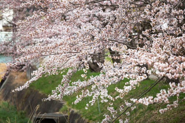 Kersenbloesems of Sakura bij Kawaguchiko-meer