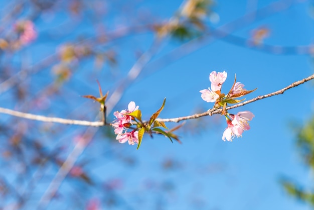 Kersenbloesems op de boom