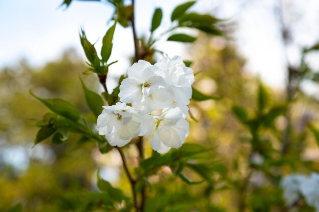 Kersenbloesems over onscherpe natuurachtergrond Lentebloemen Lenteachtergrond