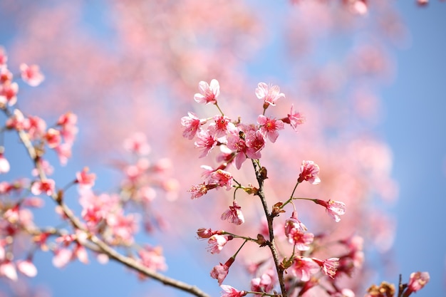 Kersenbloesems, sakura-bloem in close-up