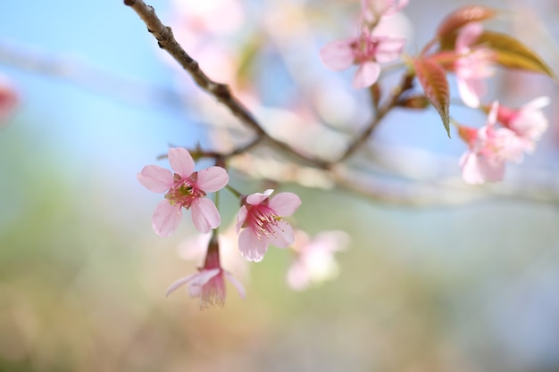 Kersenbloesems, sakura-bloem in close-up