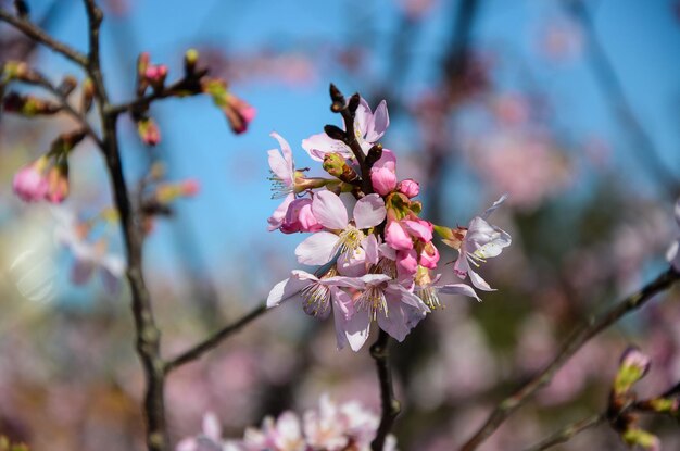 Kersenbloesems seizoen