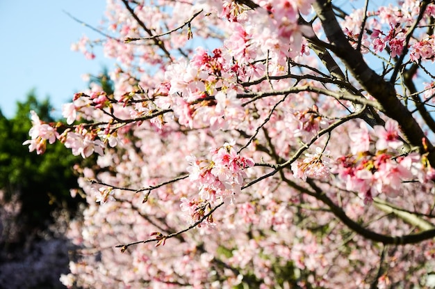 Kersenbloesems seizoen