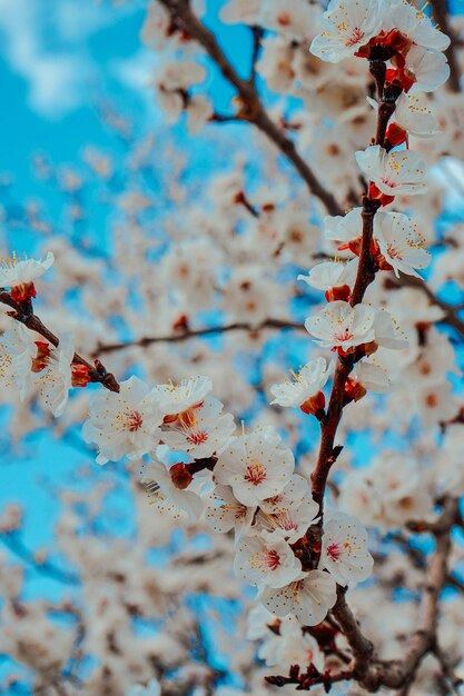 Kersenbloesems zijn iconische symbolen van schoonheid en vernieuwing