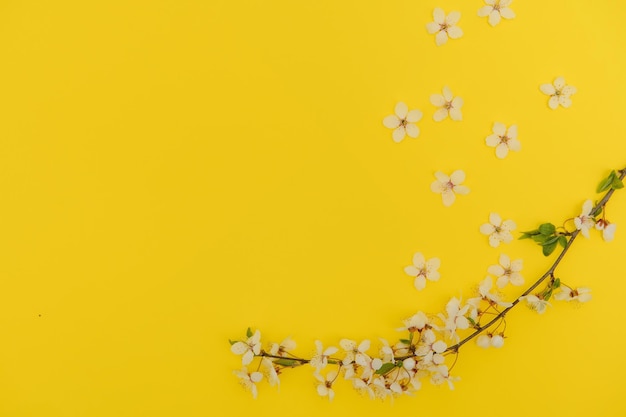 Kersenboom bloesem april bloemen natuur en lente sakura bloesem op gekleurde achtergrond banner voor 8 maart vrolijk pasen met plaats voor tekst lente concept bovenaanzicht plat lag