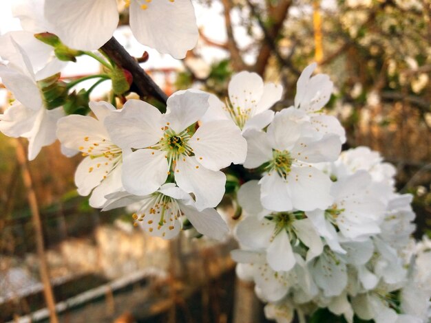 Kersenboom bloesem close-up Mooie witte bloemen
