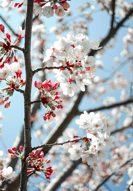 kersenboom bloesem in de lente