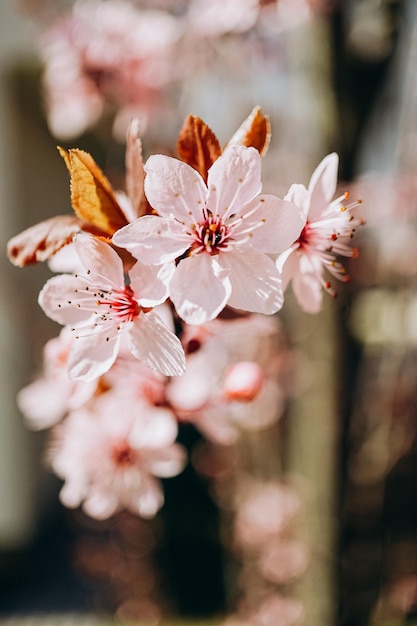 kersenboom bloesem in de lente