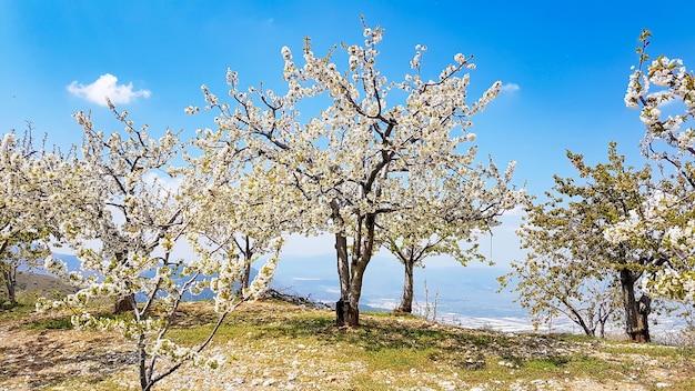 Kersenboom bloesem. Lente seizoen natuur concept.