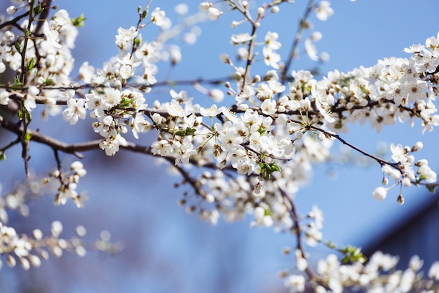 Kersenboom bloesems witte lente bloemen close-up soft focus lente seizoensgebonden achtergrond