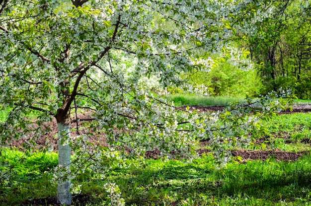 Kersenboom in dichte witte bloei