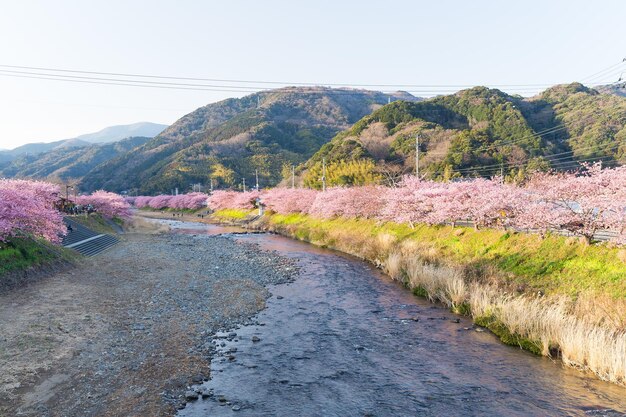 Kersenboom in kawazu