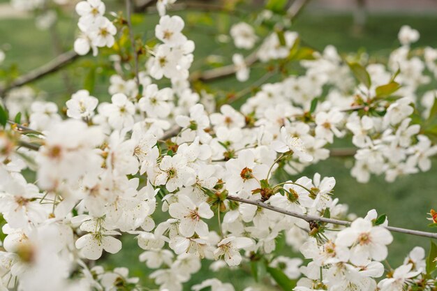 Kersenboom in witte bloemen de takken van een bloeiende boom