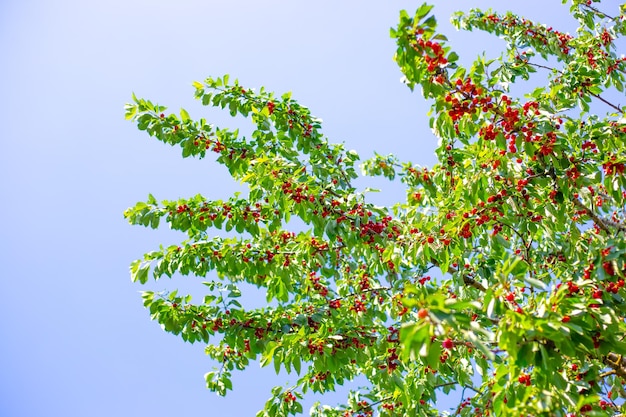 Kersenboom met veel vruchten van rijpe rode bessen op de takken tegen de lucht