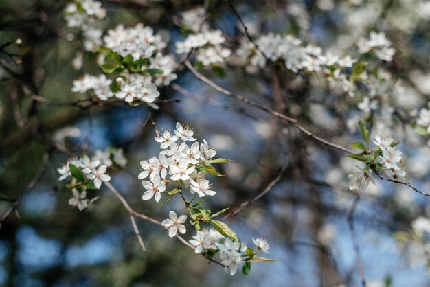 Kersenboom met witte bloesems in het vroege voorjaar