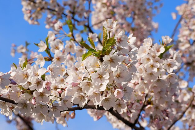 Kersenboom of sakura bloemen bloeien in de lente op natuurlijke blauwe hemelachtergrond