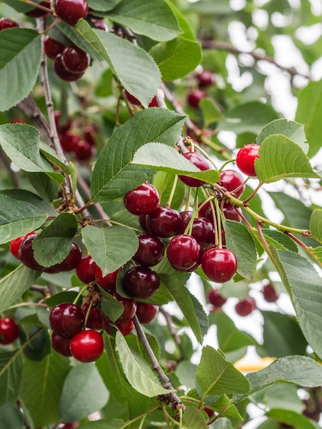 Kersenboom tak met trossen van rijpe rode bessen en groene bladeren