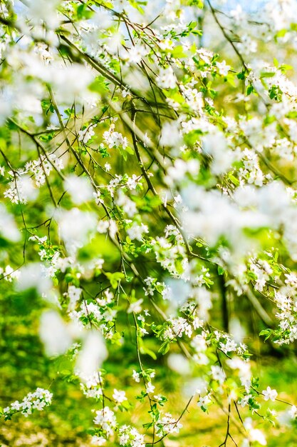 Kersenboombloesem in de lente witte bloemen als aardachtergrond