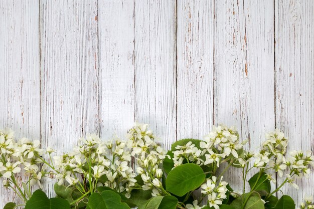 Kersenboomtakken met kopie ruimte