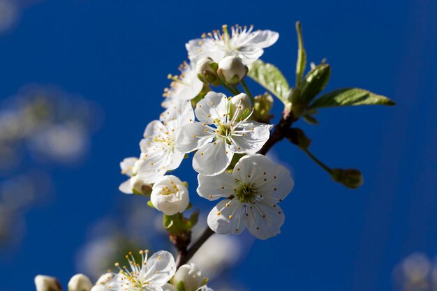 Kersenfruitbomen die in de lente bloeien