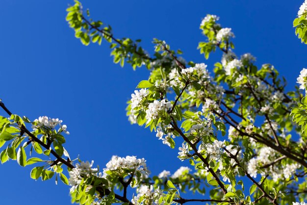 Kersenfruitbomen die in de lente bloeien