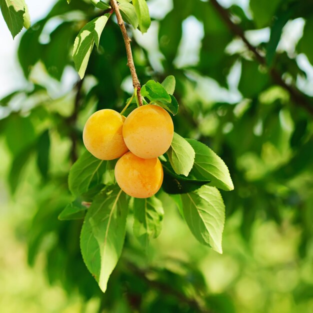 Kersenpruimboom met fruit dat in de tuin groeit