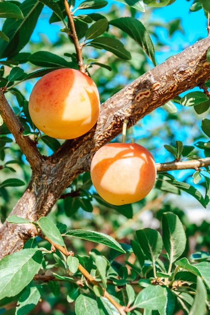 Kersenpruimenboom met fruit