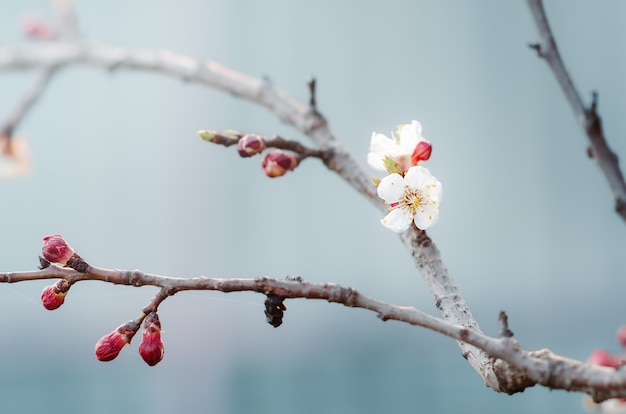 Kersentak met jonge witte bloemen en knoppen