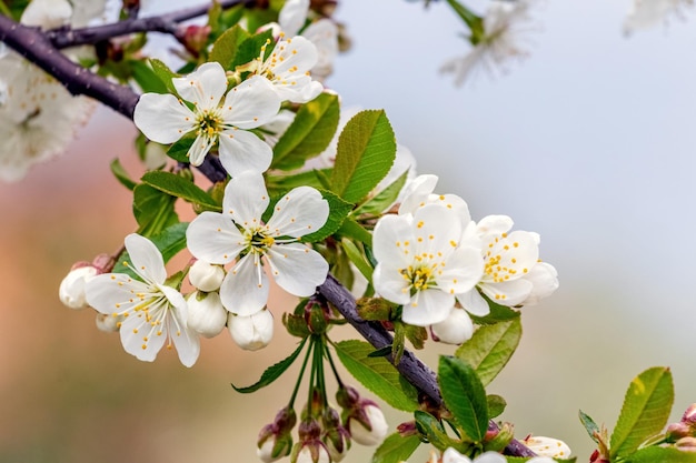 Kersentak met witte bloemen aan een boom Kersenbloesem