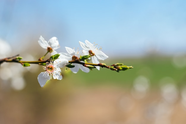 Kersentak met witte bloemen en bloeiende bladeren tegen vaag