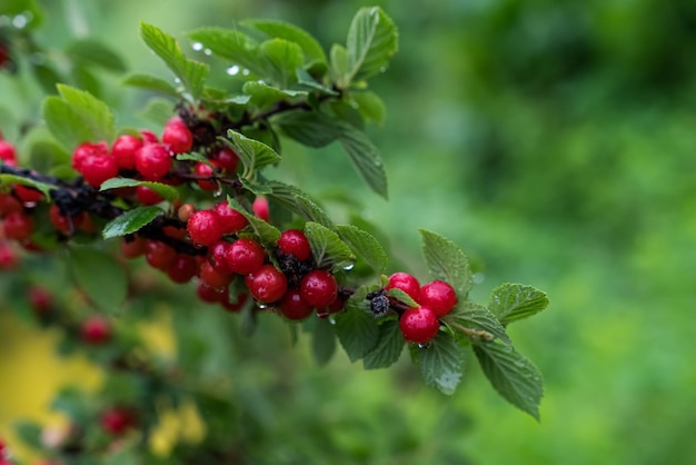 Kersentak Rode rijpe bessen aan de kersenboom