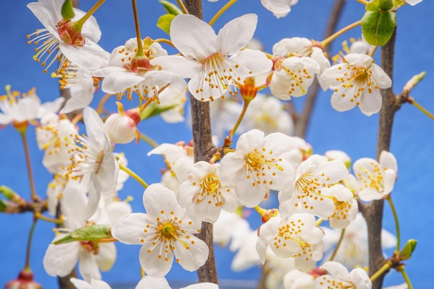 Foto kersentakken met veel bloeiende bloemknoppen op een blauwe achtergrond