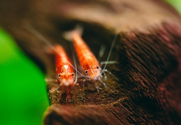 Kersenvuurrode dwerggarnalen blijven op houtdecoratie in zoetwateraquariumtank met donkere en groene achtergrond.