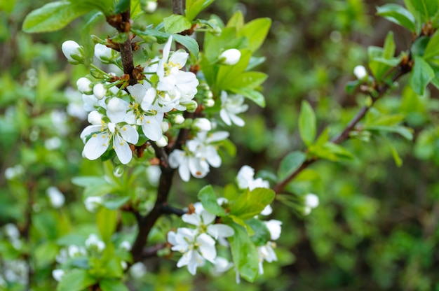 Kersenwitte bloesems