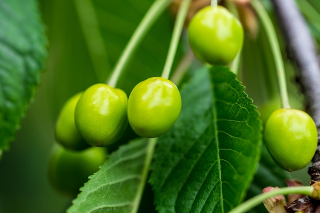 Kersgroen, met groen blad.