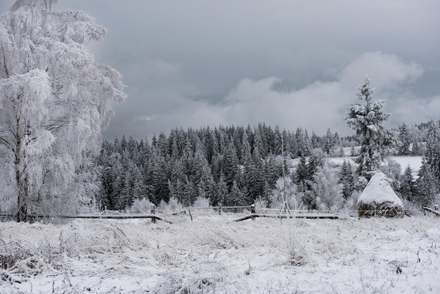 Kerst achtergrond met besneeuwde bomen