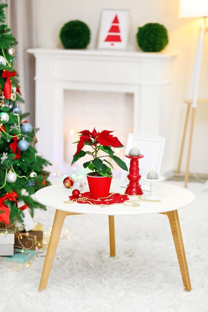 Kerst bloem poinsettia op vakantie interieur