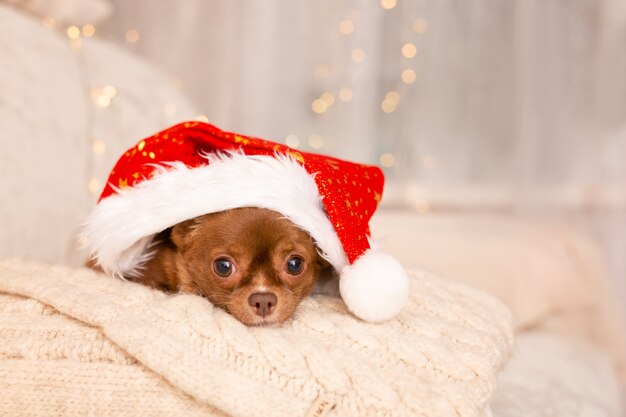 Kerst Chihuahua hond liggend op het bed