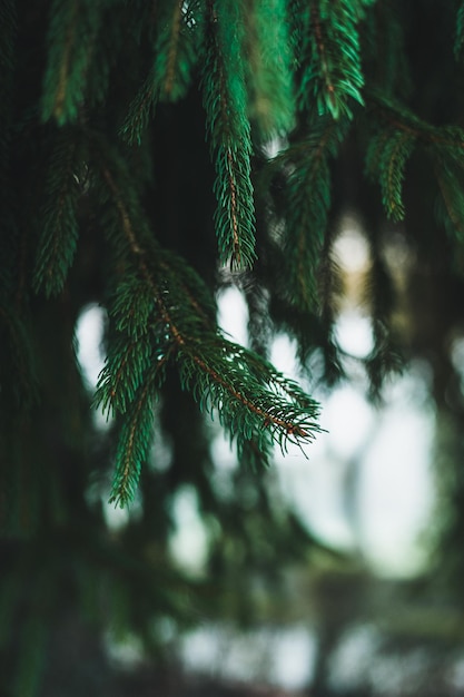 Kerst Fir tree brunch getextureerde achtergrond. Pluizig dennenboom brunch close-up. Groene spar