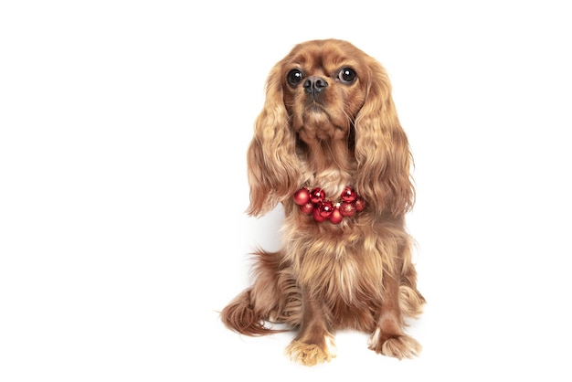 Kerst hond cavalier spaniel geïsoleerd op witte achtergrond