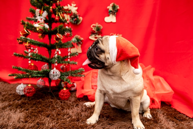 Kerst huisdier fotografie met pug dog.