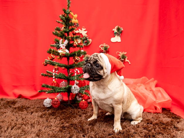 Kerst huisdier fotografie met pug dog.