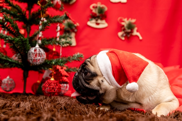 Kerst huisdier fotografie met pug dog.